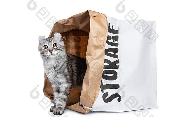 微笑银tortie美国旋度猫小猫站背后纸存储回来偷窥孤立的白色背景