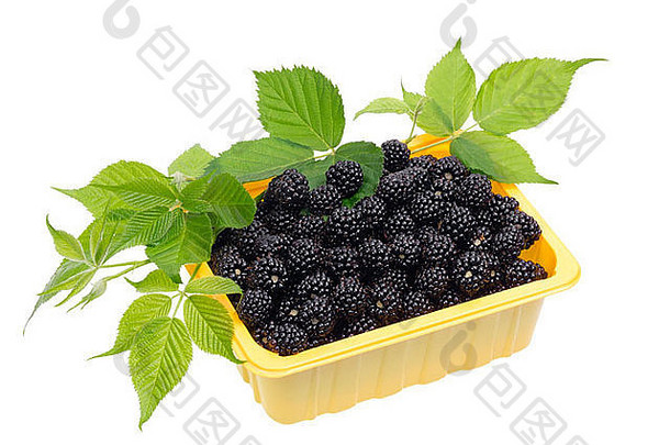 成熟的黑黑莓装在一个黄色的塑料容器里。水果种植不需要化肥，这是一种<strong>环保产品</strong>。s