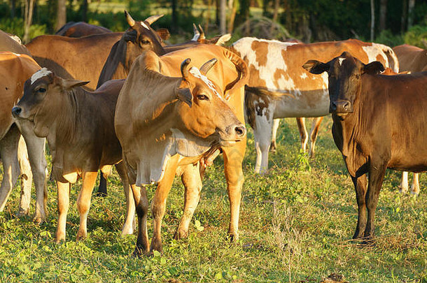 牛牛吃草草热带牧场上午马来西亚婆罗洲
