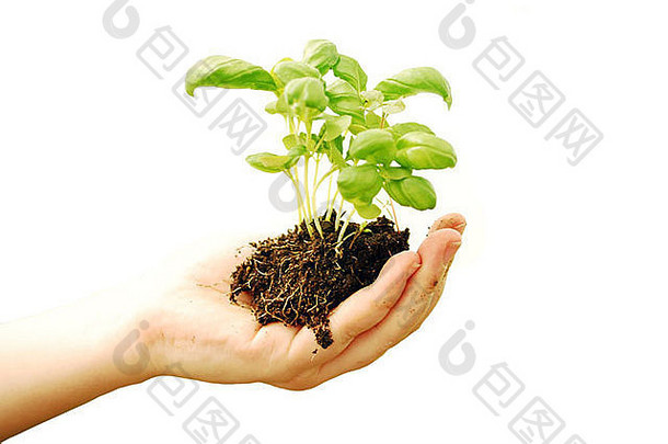 孤立的白色女人手保持土壤植物
