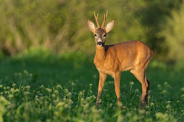 斯洛伐克卡普雷罗斯卡普雷罗斯<strong>野生动植物</strong>园，夕阳下，站在三叶草地上的幼狍雄鹿