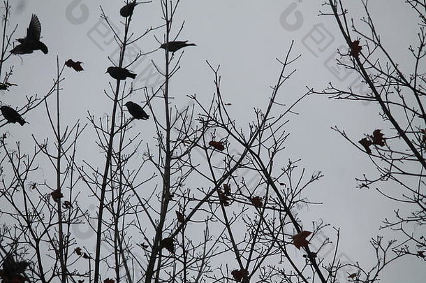 森林中的野生画眉鸟家族准备在冬季向南迁徙