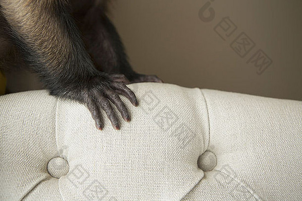 卷尾猴子坐着椅子手传播涵盖了奥斯丁德州美国