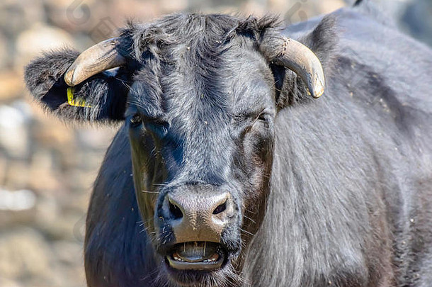 牧场上开口的黑<strong>牛</strong>特写肖像。农场动物看着摄像机。有趣可爱的动物。英国<strong>牛</strong>。无聊而困倦