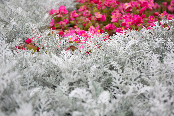 马里蒂玛银粉和夏季粉红色的花。软焦点多尘米勒工厂。背景纹理。