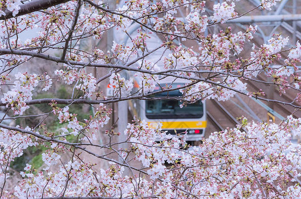 火车樱桃开花树花樱花东京
