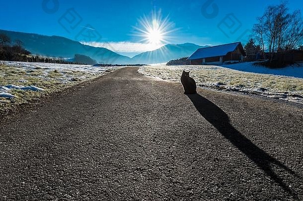 一个寒冷的冬季早晨景观的广角视图，一条路延伸到地平线，一只黑猫坐在那里，投射出一个细长的阴影