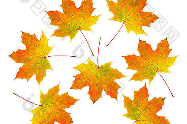 白色背景上的一组秋天色调的枫叶。