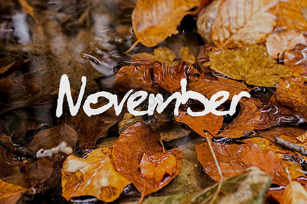 小溪里的秋叶。十一月概念壁纸。
