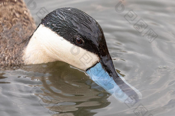 一只普纳水鸭（抹刀普纳）在湖中游泳并在水中轻抚其蓝色喙的特写镜头细节