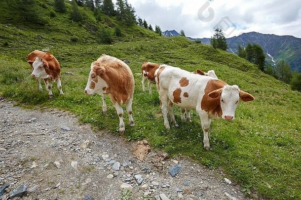 在山坡上吃草的牛