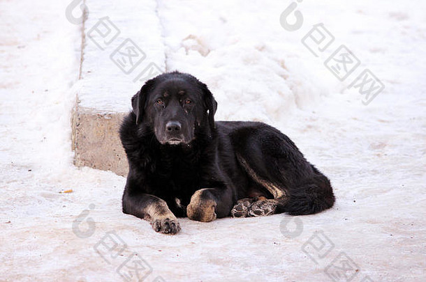 流浪狗躺在冬天蜷缩的雪地上