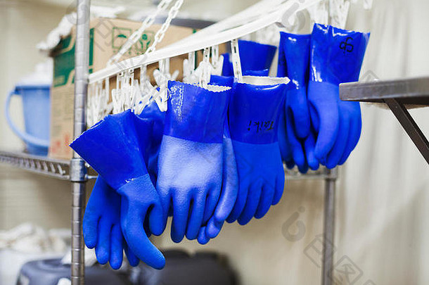 行蓝色的塑料手套挂钩子啤酒厂