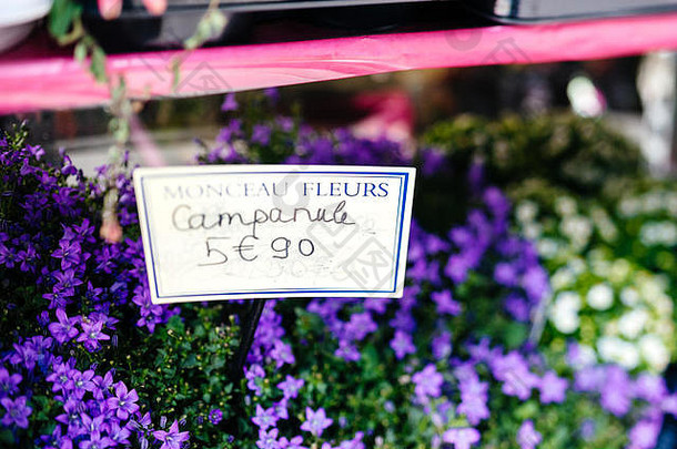 花店出售五颜六色的不同香味的花-倾斜移动镜头用于风铃花盆花5欧元90美分