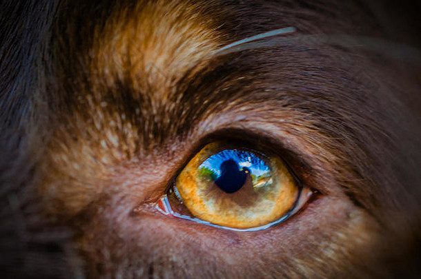 图为2014年4月11日，澳大利亚牧羊犬的眼睛。狗是双色的，这意味着它们对红色和绿色是色盲。