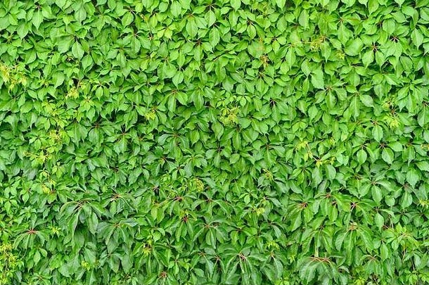 郁郁葱葱的绿叶墙