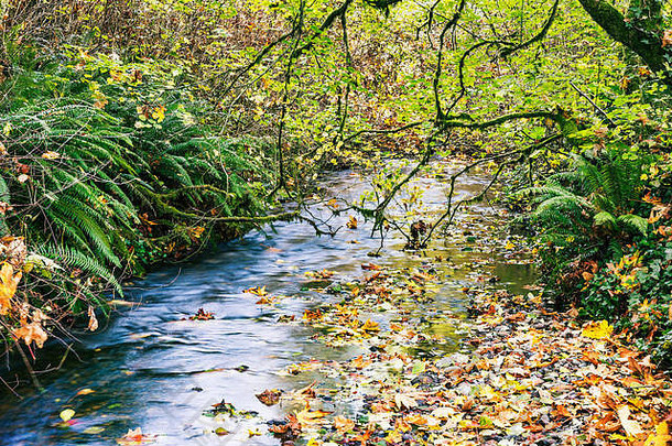 华盛顿金郡咸水州立公园的秋天色彩。