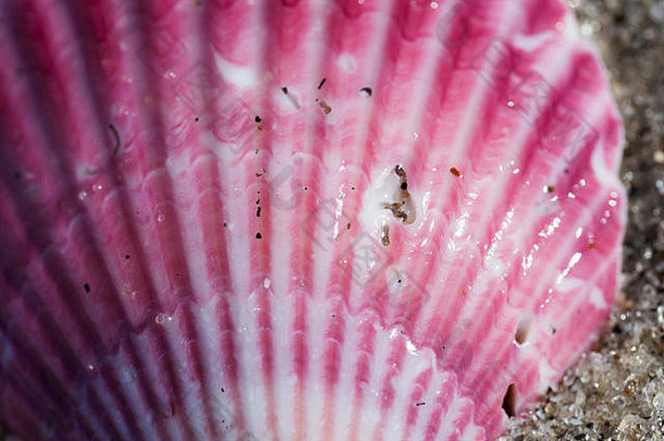 一个粉红色热带贝壳的特写细节，整个贝壳很小，充满了沙粒。