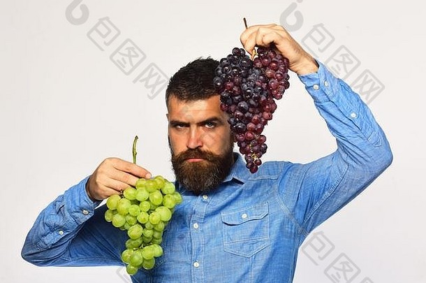 酿酒秋天概念农民显示收获男人。胡子持有束黑色的绿色葡萄孤立的白色背景酿造者严格的脸持有集群葡萄