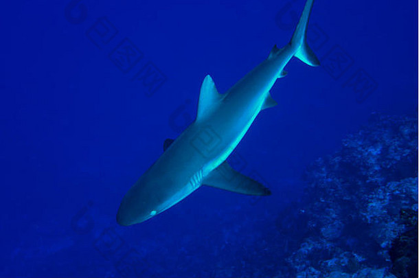 灰色的礁鲨鱼游泳墙鲨鱼潜水眩晕做吧岛密克罗尼西亚
