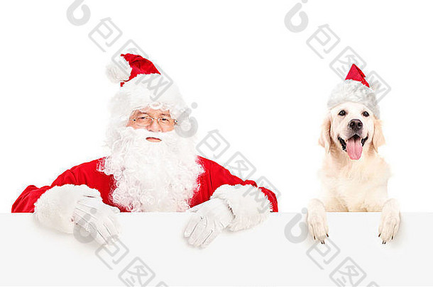 圣诞老人和狗戴着圣诞帽，在白色背景上的广告牌后面摆姿势