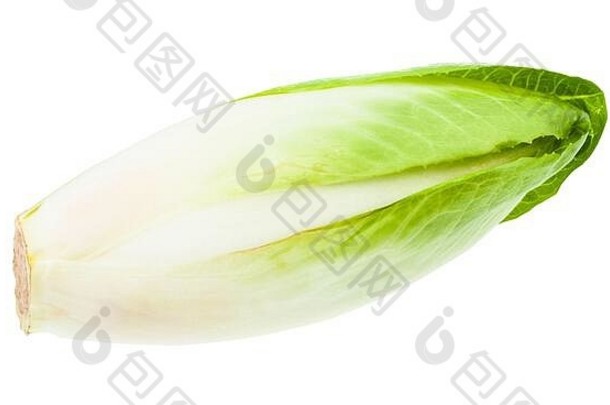 在白色背景上分离的成熟新鲜比利时菊苣（白色普通菊苣）