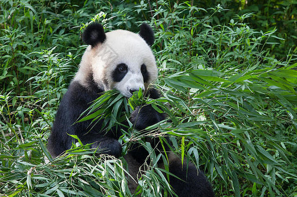 熊猫熊吃竹子叶子碧峰峡国家熊猫储备四川中国