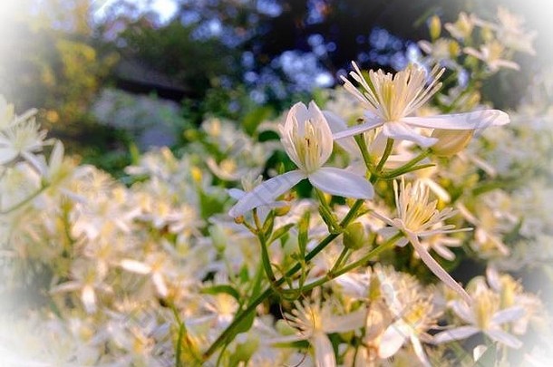 铁线莲terniflora甜蜜的秋天铁线莲花朵质量前面锡流北卡罗莱纳晚些时候夏天