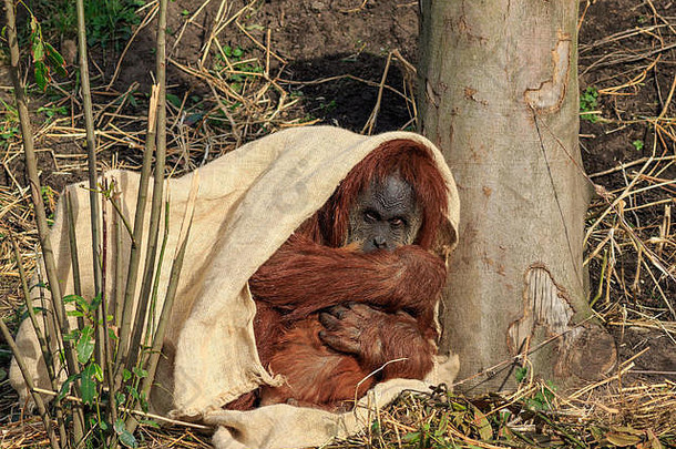 苏门答腊orangutang隐藏布