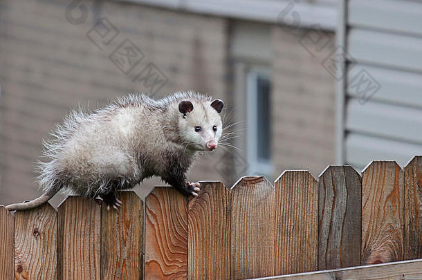 负鼠借助精确的平衡，用锋利的爪子和带刺的尾巴在尖桩篱笆的顶部导航。