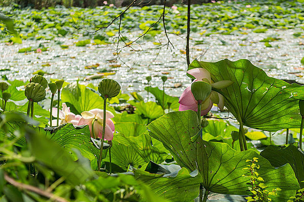 意大利的自然保护区Parco del loto Lotus green area：一个宽阔的池塘，莲花（nelumbo nucifera）和睡莲自由生长，创造了一个美丽的自然环境。