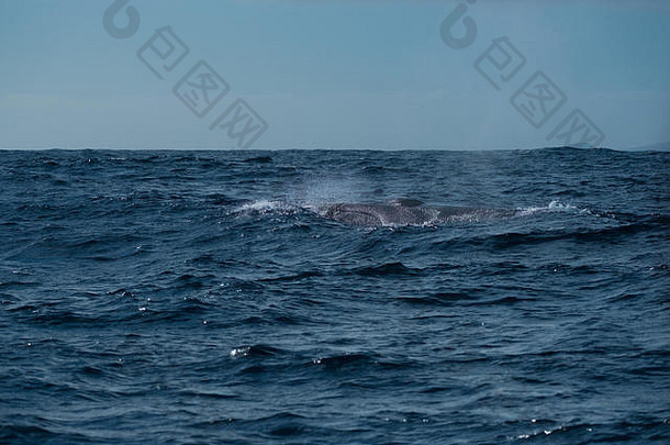 在亚速尔群岛附近浮出水面的一种长须鲸（长须鲸属）