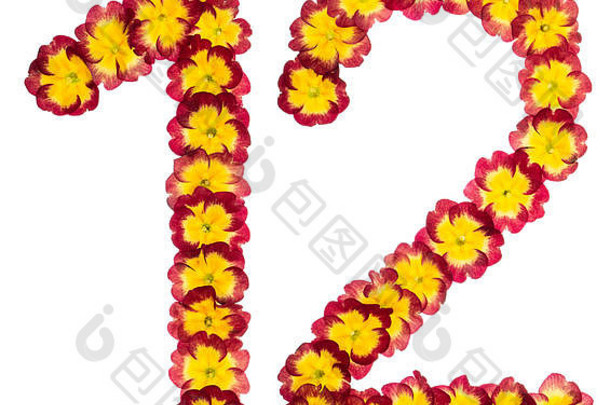 数字12，12，取自报春花的天然花，在白色背景上分离