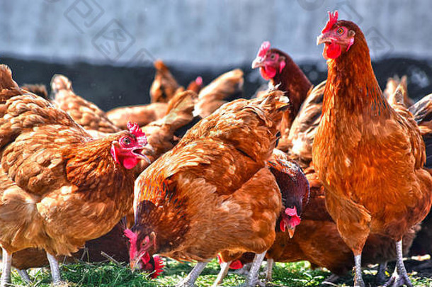 传统自由放养家禽农场的鸡。
