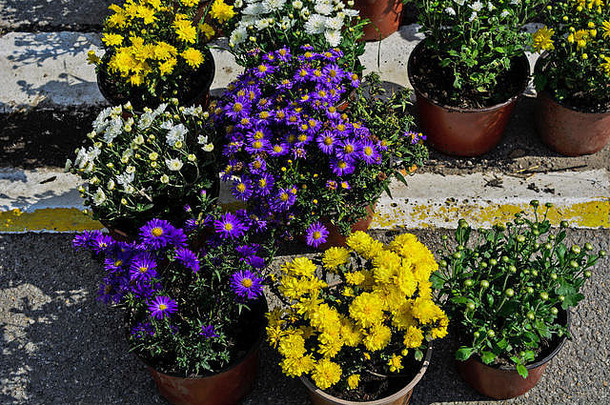 市场上的花盆里摆放着各式各样的彩色花朵，等待着顾客。