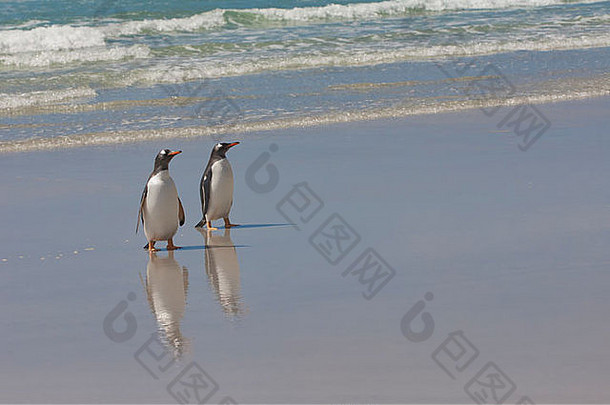在福克兰群岛桑德斯岛的海滩上行走的两只Gentoo企鹅（Pygoscelis papua）