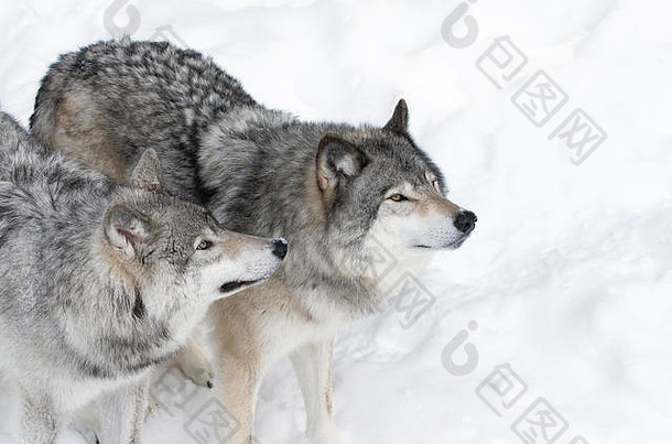 森林狼或灰狼（犬科狼疮），在白色背景下被隔离，森林<strong>狼群</strong>站在加拿大的雪地里