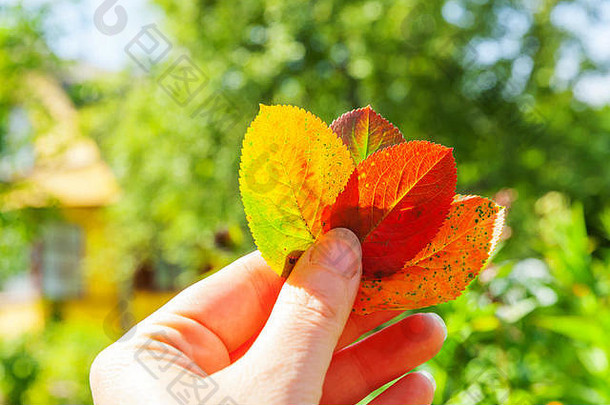 在花园或公园里，在模糊的绿色背景上，一个女人手拿着红橙色叶子的自然秋景特写镜头。灵感自然十月或九月壁纸。季节观念的转变