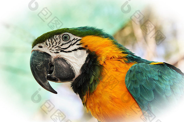 引人注目的特写镜头肖像图片色彩鲜艳的金刚鹦鹉头特殊的效果