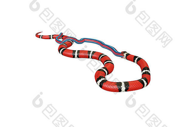 一条鲜红的王蛇吞下一条蓝红色的蛇的3D插图