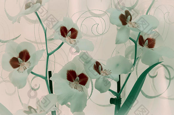 窗台上的薄纱窗帘衬托着美丽的白色兰花。