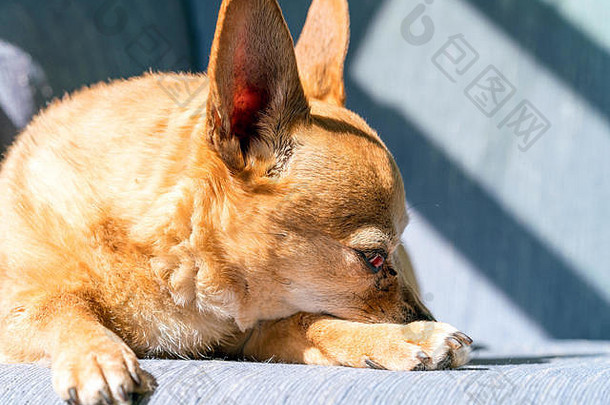 懒洋洋的小狗在阳光下睡在沙发上