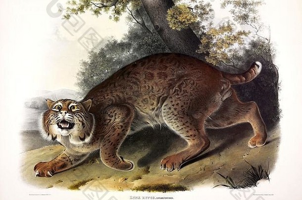 图1普通美洲野猫（猞猁）（山猫）北美胎生四足动物，约翰·詹姆斯·奥杜邦，高分辨率优质图像