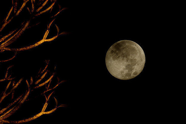 满月和弗兰吉帕尼树