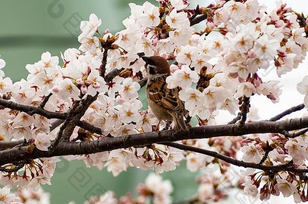 麻雀鸟喂养樱花花