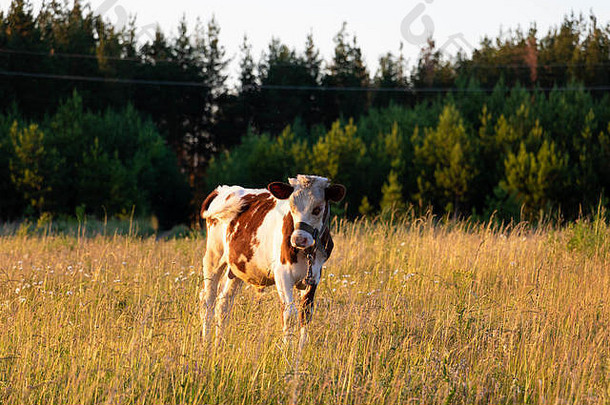 黄金时代，一头小牛站在俄罗斯的田野里。