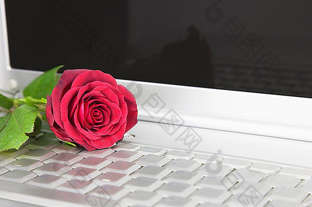 红色的玫瑰移动PC电脑