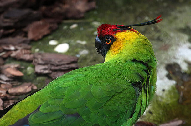新喀里多尼亚角鹦鹉