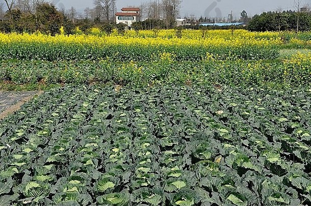 中国彭州：四川省一个农场上的卷心菜和黄色菜籽油花