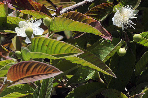 番石榴（番石榴属番石榴）的花，一种外来入侵物种，覆盖伊莎贝拉潮湿的高地。它之所以如此成功，是因为它的纸浆